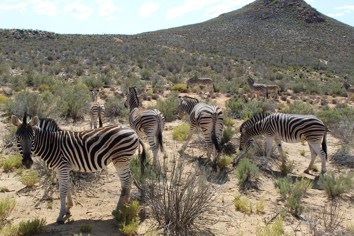 A Dazzle of Zebras